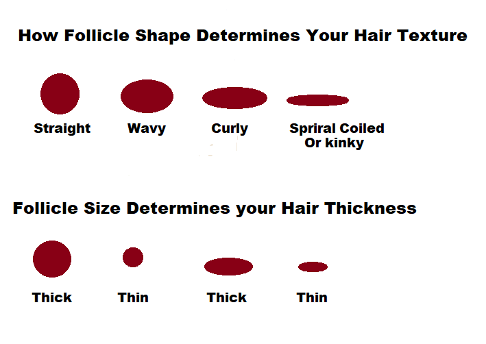 The Hair Type Chart & Products Needed To Care For Your Texture.